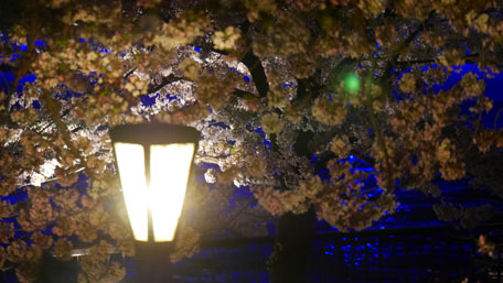 造幣局 夜桜